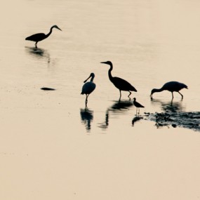 黄河湿地“百鸟朝凤”