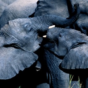 Suha Derbent 野生动物摄影