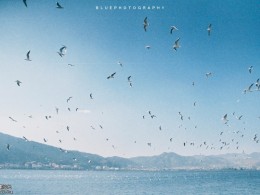 暴暴蓝 一期一会III