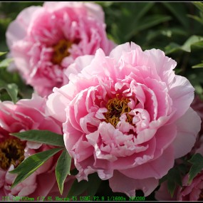 牡丹开了，发几张花花