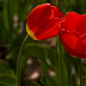 多彩的梦 (换个角度拍兴庆宫郁金香展)