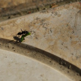 小世界，大景象。