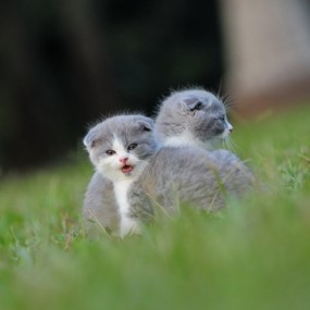 踏青1-猫咪-航海王基德