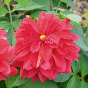 世博园的大丽花