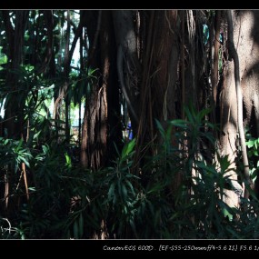 出差深圳归来 之1.荔枝公园