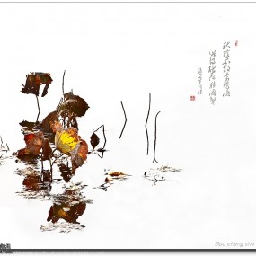 荷花一组 残荷、冰荷、夜荷、创意荷花。。。