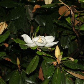 请多多指教 我是新手不会