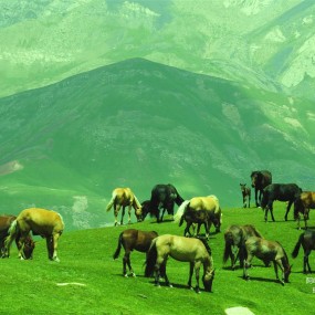 阿吐依纳克牧场