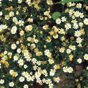 那些花开花落的季节