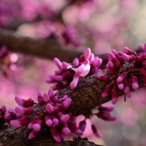 一路走来唯花美~欢迎拍砖！