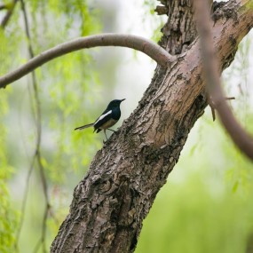 早春，从拍一组新绿开始……
