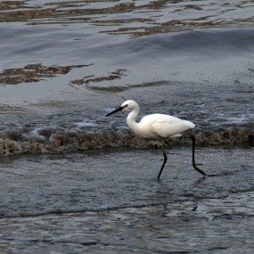 黄浦江畔拍白鹭