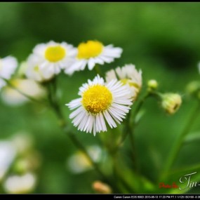 杂草堆的白色小雏菊