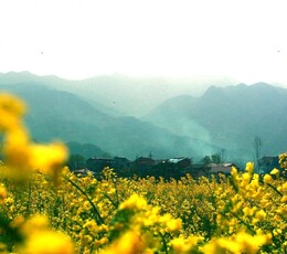 汉阴行油菜花美模