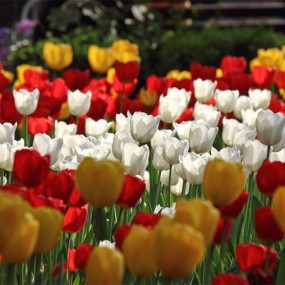 兴庆宫那些花儿