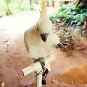 鹦鹉_航海王基德 摄影