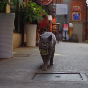 上海田子坊的一只猫