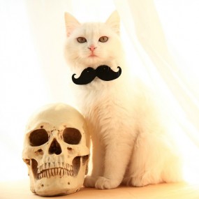 咪--航海王基德