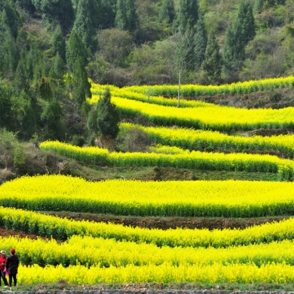 【希望的田野】--汉中最美油菜花