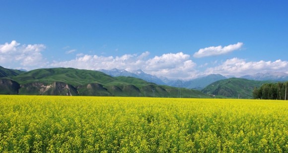 伊犁油菜花