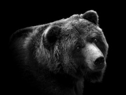 Lukas Holas 野生动物黑白肖像