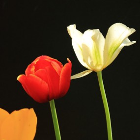 原片压缩：郁金香二