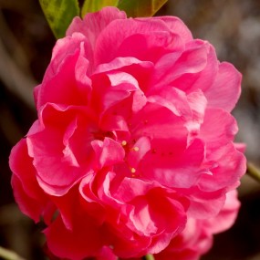 美丽碧桃放异彩