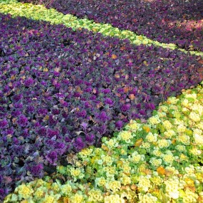 冬季花白菜漂亮又可爱