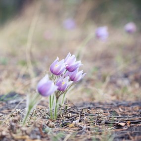 森林里的植物世界（4）