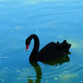 难得一见的鸟兽