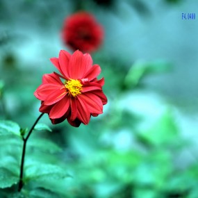 今天，西华门的女警----花。