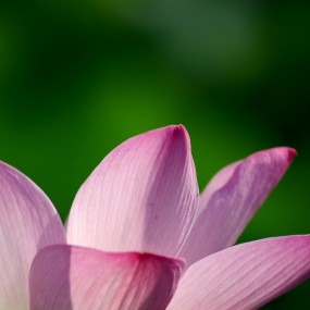 长焦的荷花特写一组