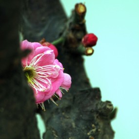 梅花悄然竟艳来