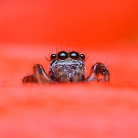 【 转载 】 70D配上40小饼干的微距，真是秒杀百微