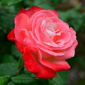 淳化随拍一些花草。万像更新2012.5.23