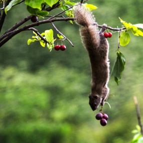 偷吃葡萄的小松鼠