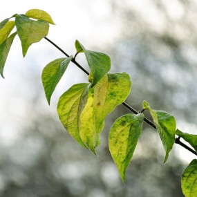 兴庆公园花花草草