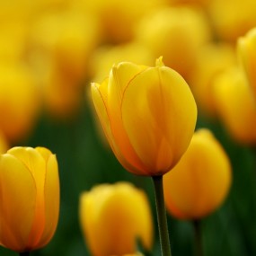 郁金香随拍续集