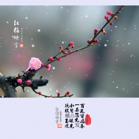 红梅映雪