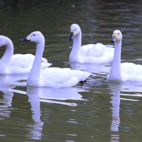 150-500试拍公园里的天鹅