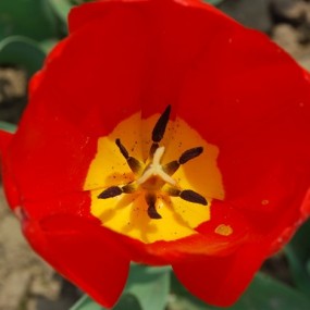 几张微距 欢迎评论 尼康D5100套头