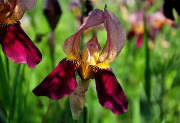 德国鸢尾兰  【爱丽丝】