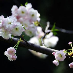 我喜欢白色的樱花
