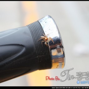 狗头拍个小蜘蛛.近射能力强啊