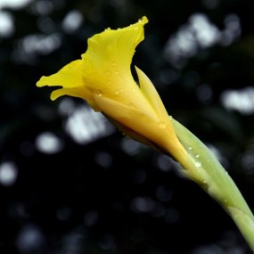 晨露美人-----蕉