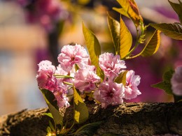 樱花一条街拍樱花