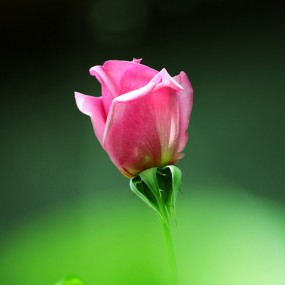 带着水珠的花朵