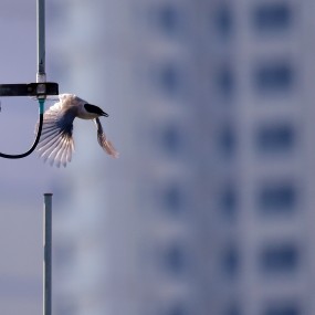 家中拍到的灰喜鹊