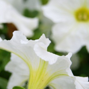 宇宙第一次 （菜鸟）