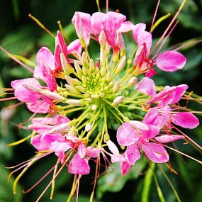一组花鸟虫，摄于成都欢乐谷（不算是微距）